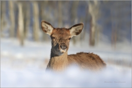 <p>JELEN LESNÍ (Cervus elaphus) obora /Red deer - Rothirsch/</p>